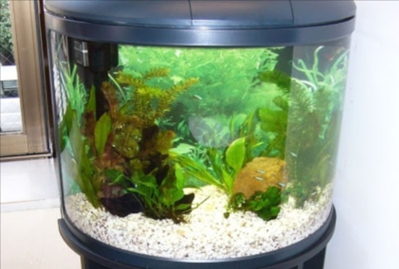 ホテルシエスタ様 半円柱型 淡水魚水槽 レンタル事例 水槽画像2