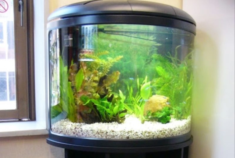 ホテルシエスタ様 半円柱型 淡水魚水槽 レンタル事例 水槽画像1