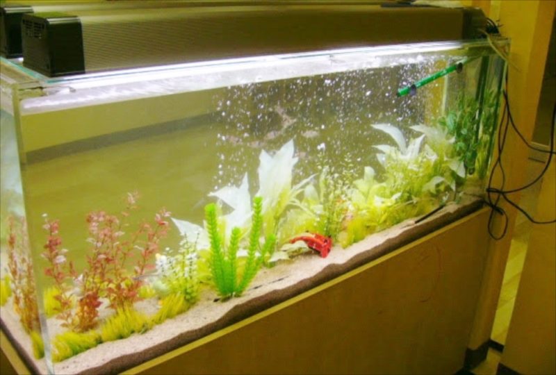 神奈川県横浜市 幼稚園様  150cm淡水魚水槽  設置事例 水槽画像３