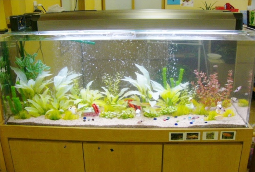 幼稚園　大型淡水魚水槽　全体画像