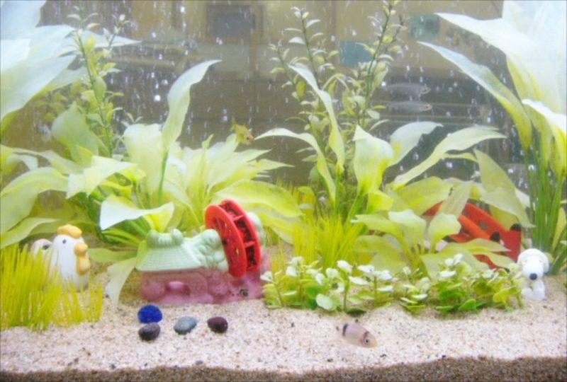 神奈川県横浜市 幼稚園様  150cm淡水魚水槽  設置事例 水槽画像４
