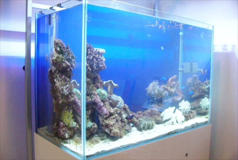 東京都世田谷区 いなみ小児科様  90cm海水魚水槽  レンタル事例 水槽画像３