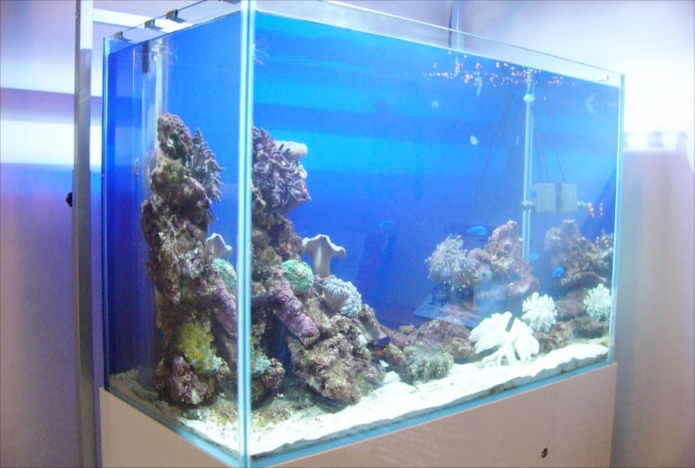 小児科 キッズルーム 海水魚水槽 アップ画像