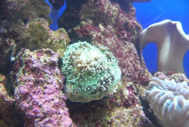 東京都世田谷区 いなみ小児科様  90cm海水魚水槽  レンタル事例 水槽画像４