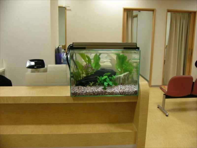 草加駅前すがなみ眼科 様 45cm淡水魚水槽 水槽レンタル事例 水槽画像3