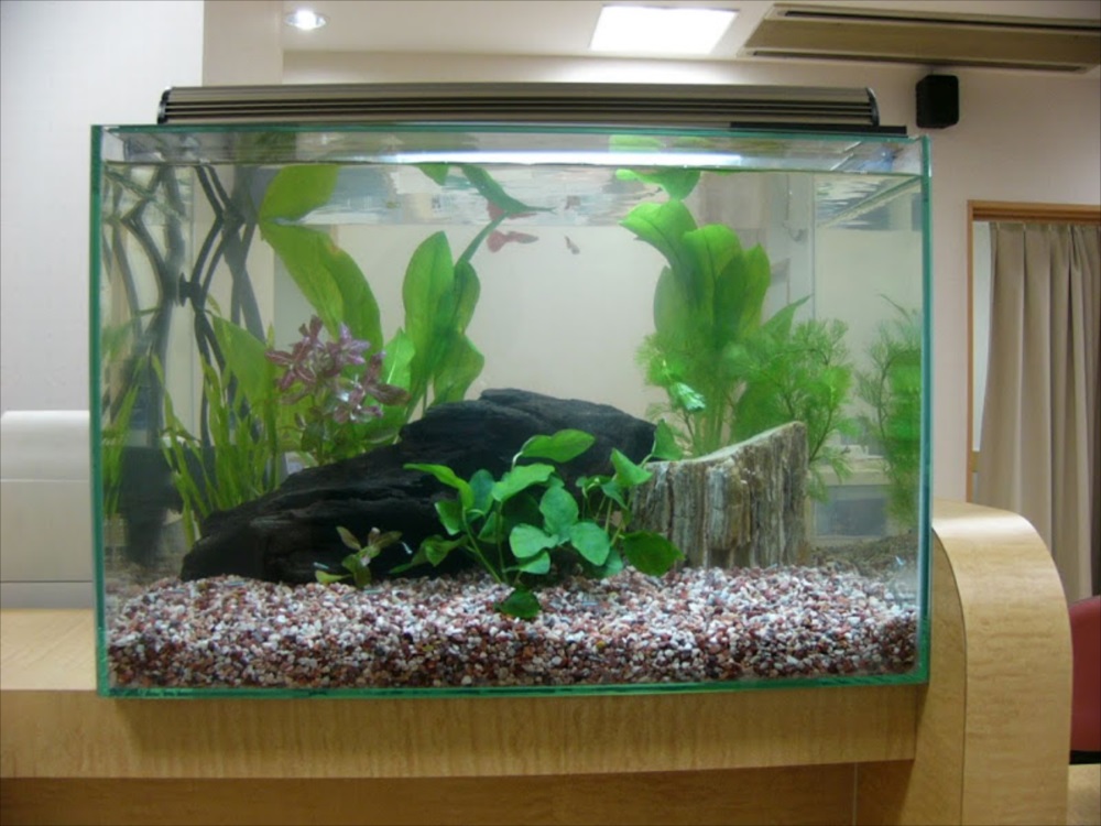 流木と水草を配置したグッピーの泳ぐ淡水魚水槽
