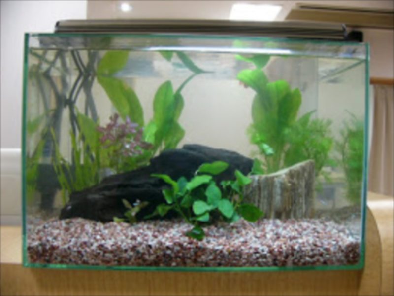 草加駅前すがなみ眼科 様 45cm淡水魚水槽 水槽レンタル事例 水槽画像4