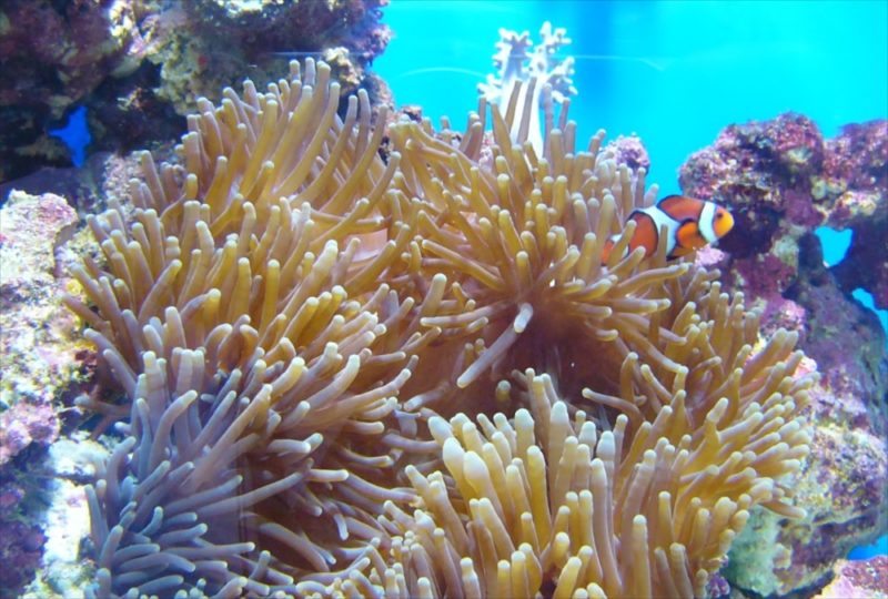 池袋　ＩＴ関連企業様　90cm海水魚水槽　設置事例 水槽画像４