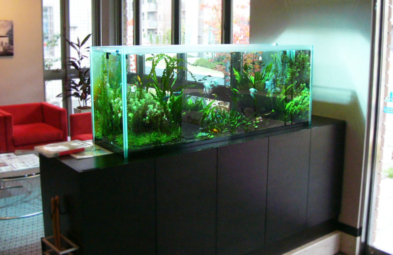 積水ハウス 埼玉南支店 様 150cm淡水魚水槽 設置事例 水槽画像1