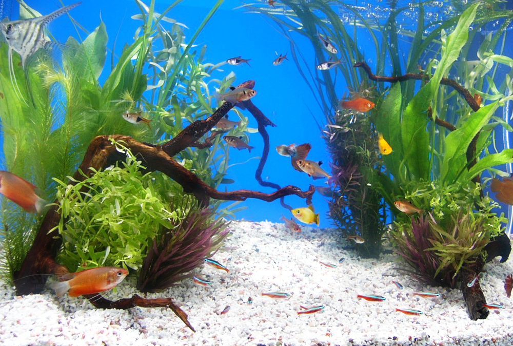 水草と流木を配置した水槽を泳ぐネオンテトラの仲間と熱帯魚