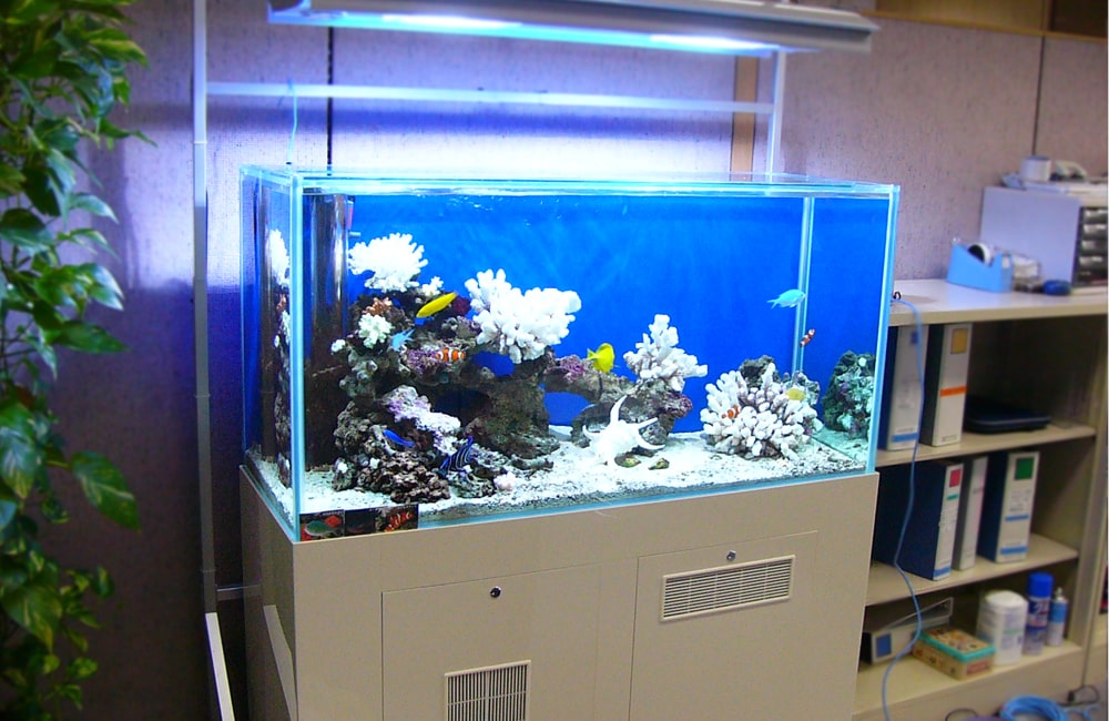 企業様のオフィスに120cm海水魚水槽を設置　水槽レンタル事例 メイン画像