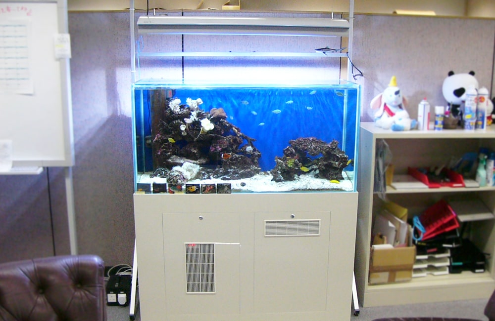 白い水槽台に設置された海水魚水槽と岩のレイアウト