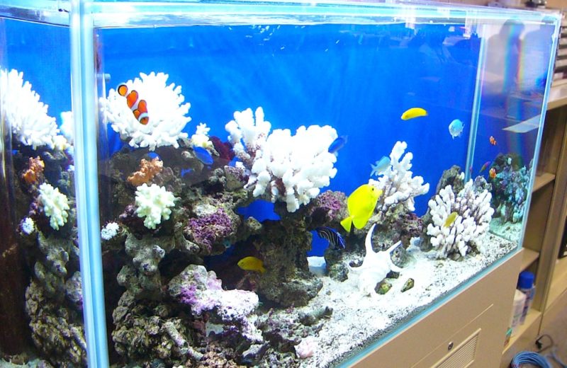 企業様のオフィスに120cm海水魚水槽を設置　水槽レンタル事例 水槽画像２