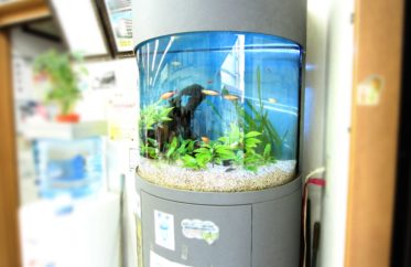神奈川県横浜市 企業様　60cm円柱水槽　レンタル事例