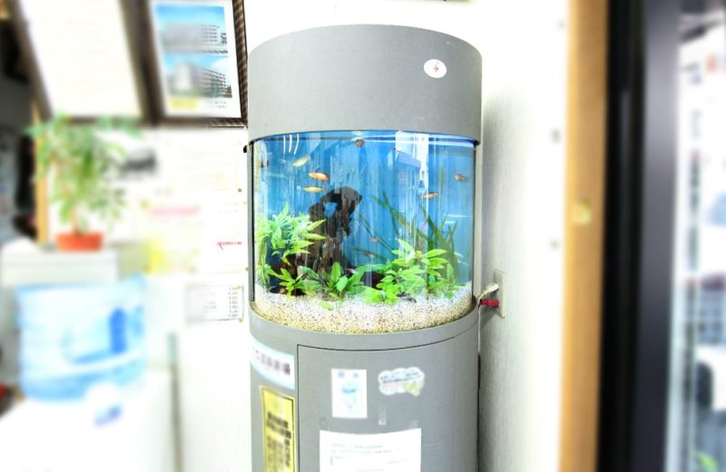 神奈川県横浜市 企業様 60cm円柱水槽 レンタル事例 水槽画像2