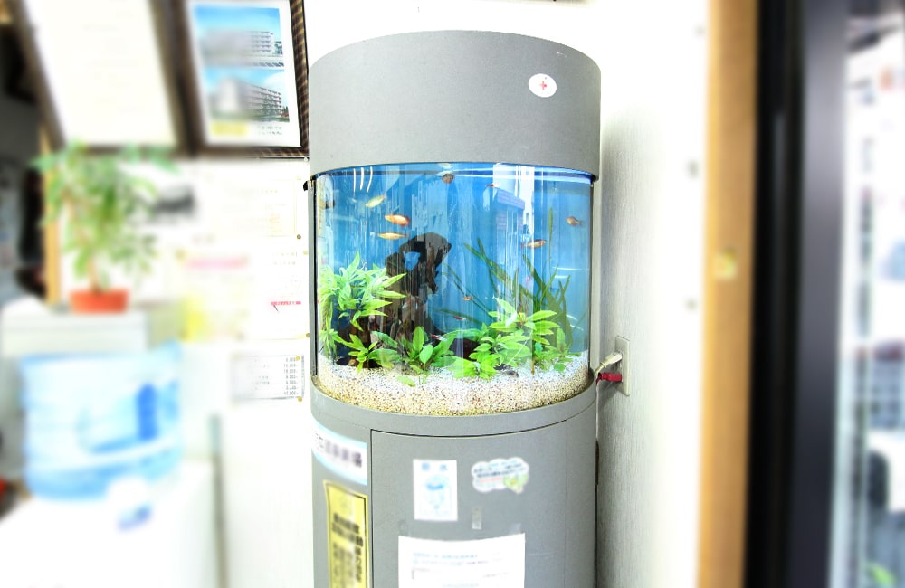 円柱型水槽に泳ぐ小型魚と水草のレイアウト水槽