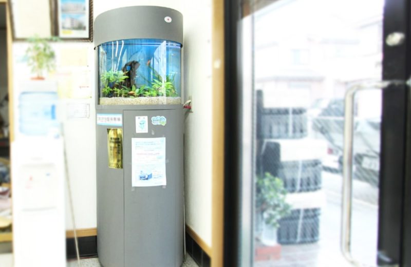 神奈川県横浜市 企業様 60cm円柱水槽 レンタル事例 水槽画像3