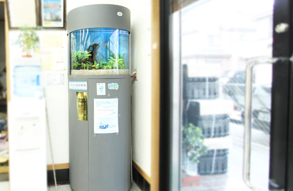 室内の壁際に設置された円柱型の水槽と水草のレイアウト