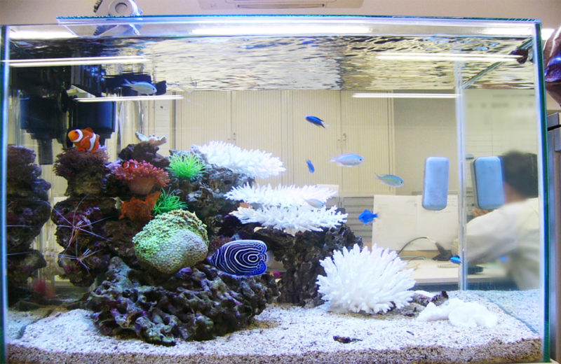 株式会社アタゴ様 60cm海水魚水槽 水槽レンタル事例 その後 水槽画像1