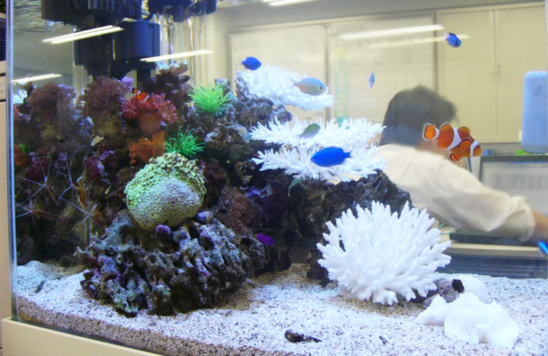 株式会社アタゴ様 60cm海水魚水槽 水槽レンタル事例 その後 水槽画像2