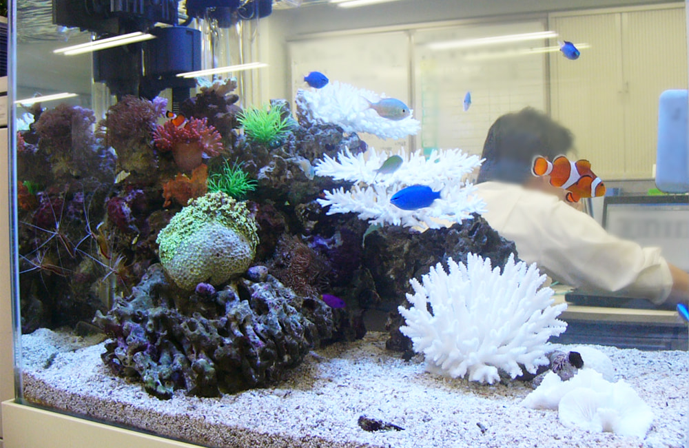 白いサンゴとクマノミが泳ぐ海水魚水槽のレイアウト画像