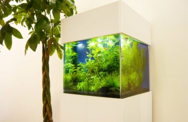 株式会社もしも様　オフィスに設置　50cm淡水魚水槽　レンタル事例