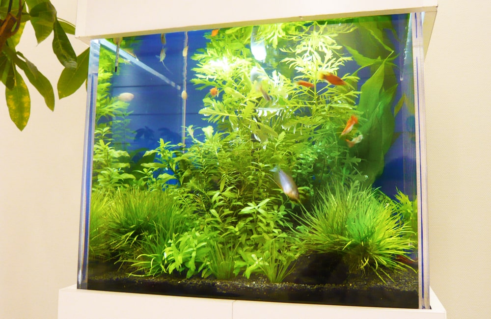 水草が茂る水槽内を泳ぐ熱帯魚と白い水槽台