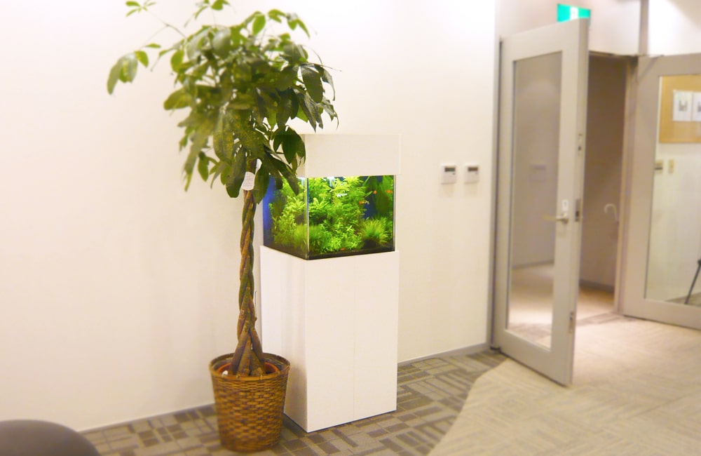 観葉植物の隣に設置された白い水槽台と水草水槽