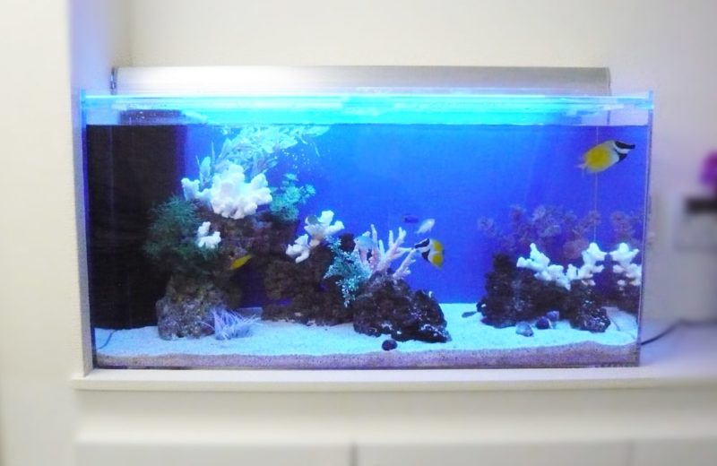 企業様 事務所に入り口に設置 90cm海水魚水槽レンタル事例 水槽画像3