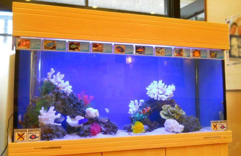 栃木県 飲食店様 120cm海水魚水槽 水槽レンタル事例 水槽画像1