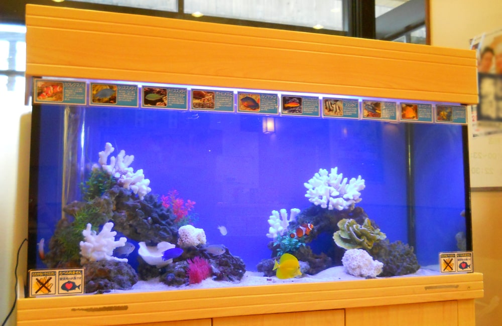 栃木県 飲食店様 120cm海水魚水槽 水槽レンタル事例のサムネイル画像