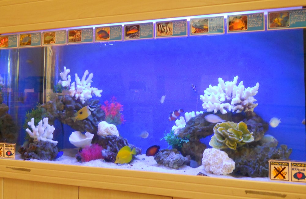 白いサンゴと熱帯魚が泳ぐ青い背景の海水魚水槽