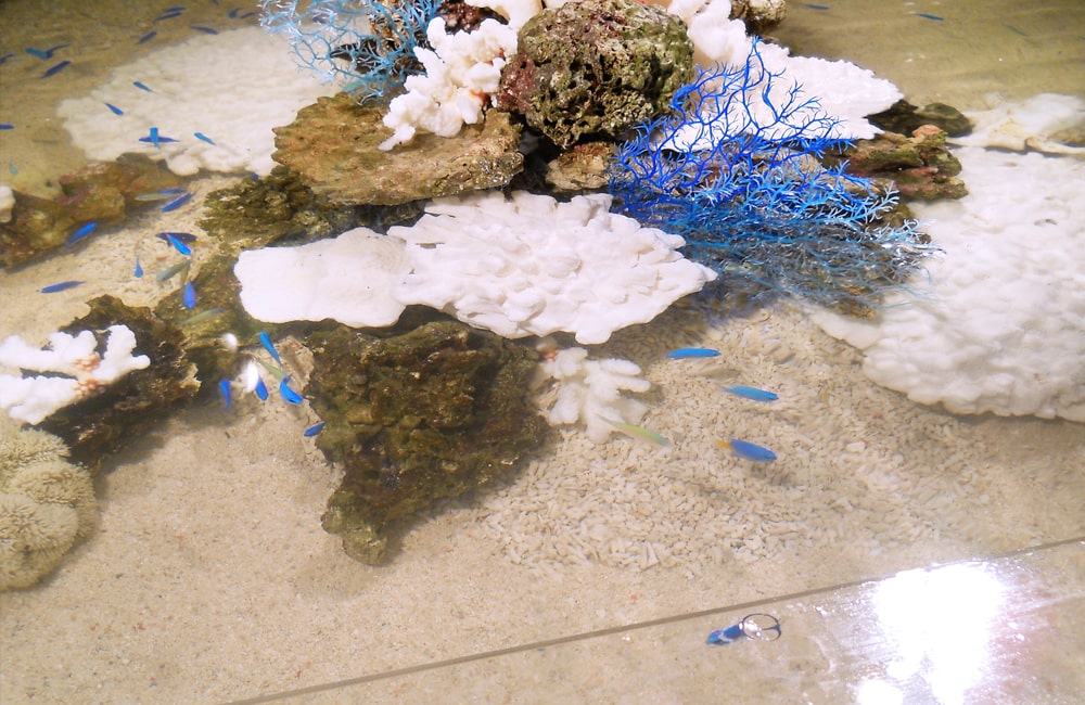 サンゴ岩と青い海水魚が泳ぐ浅い水槽の俯瞰画像