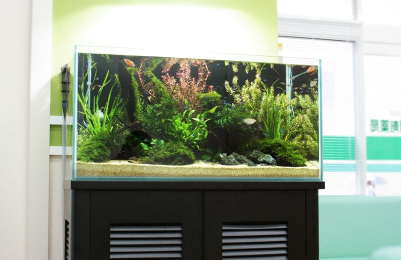 東京都練馬区 薬局様 90cm淡水魚水槽 レンタル事例 水槽画像1