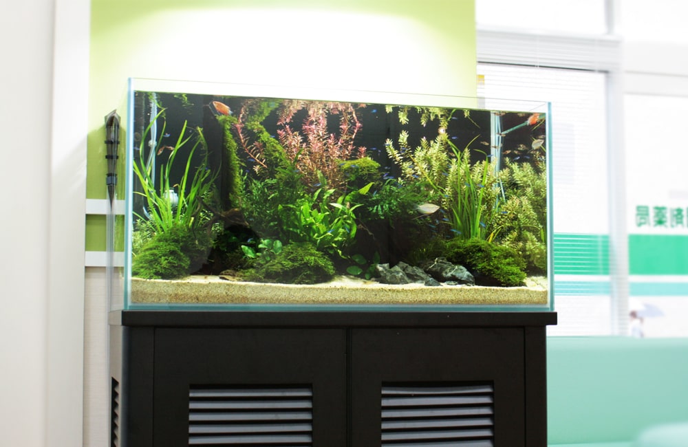 東京都練馬区 薬局様  90cm淡水魚水槽  レンタル事例のサムネイル画像
