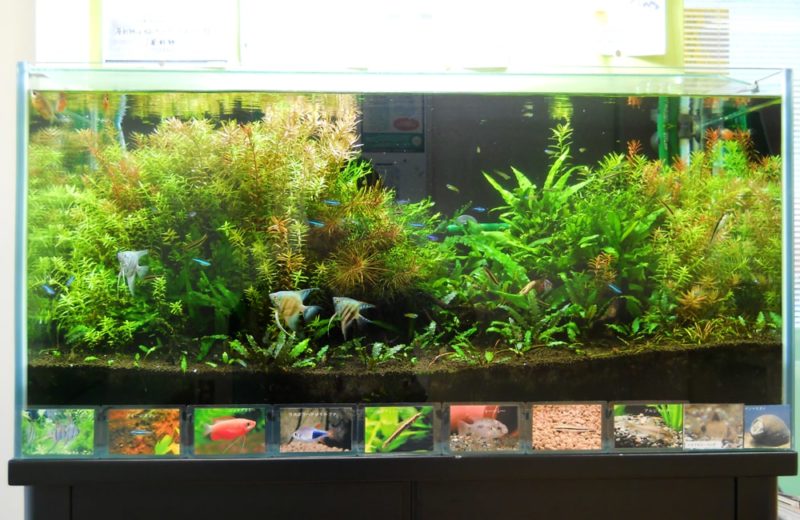 東京都練馬区 薬局様 90cm淡水魚水槽 レンタル事例 水槽画像2