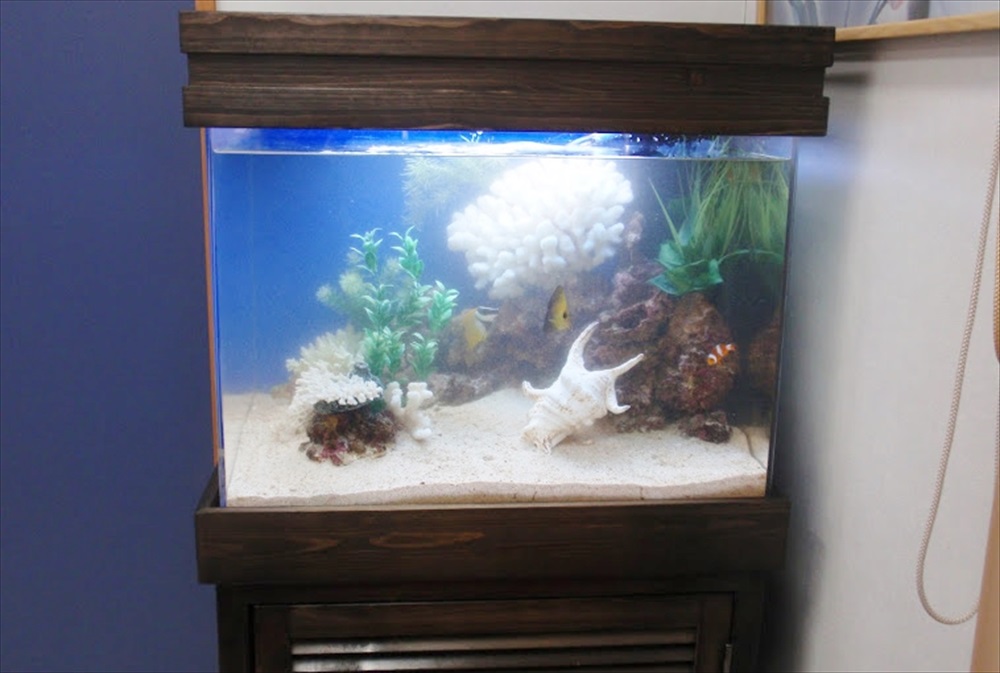 サンゴや貝殻を配置した海水魚水槽のレイアウト