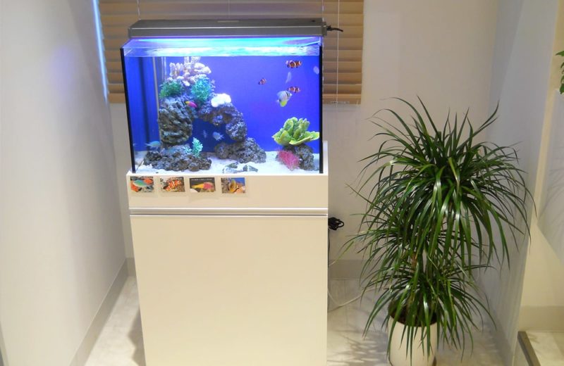 東京都北区 歯科医院様 60cm海水魚水槽 レンタル事例 水槽画像2