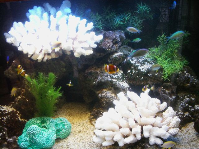 白いサンゴとクマノミが泳ぐ海水魚水槽のレイアウト