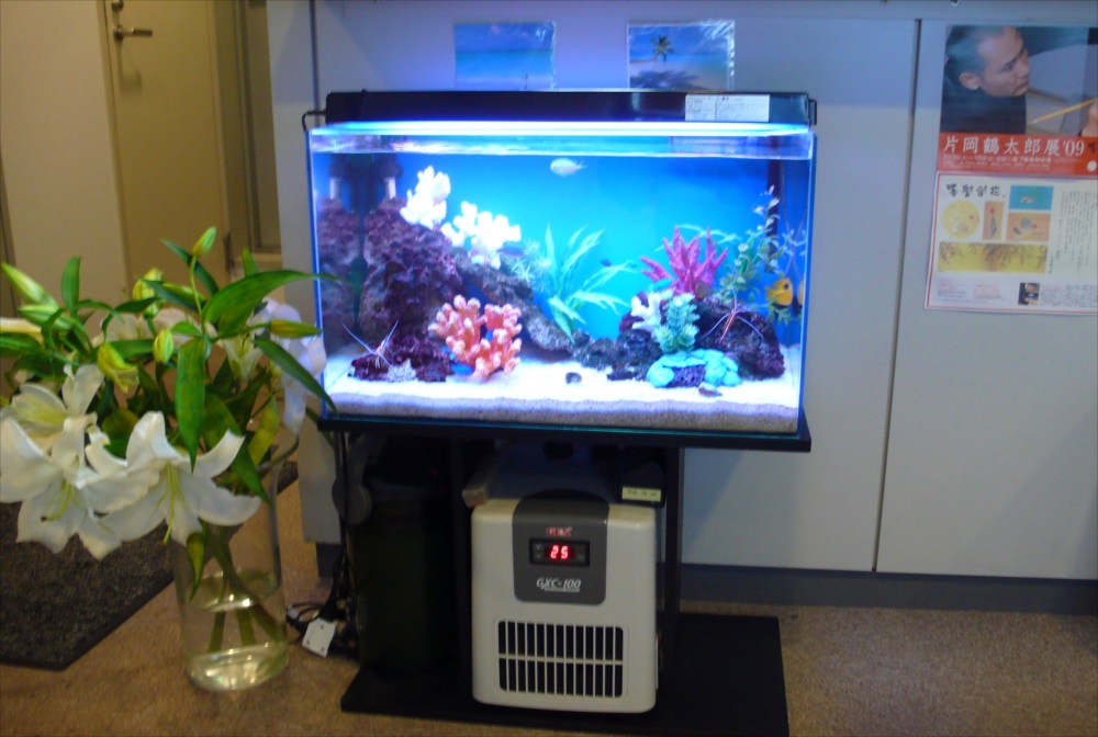 サンゴ模型と水槽用クーラーを設置した海水魚水槽