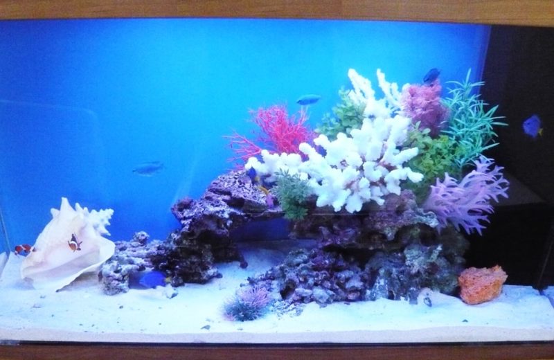 千葉県 病院様 90cm海水魚水槽 販売・メンテナンス事例 水槽画像3