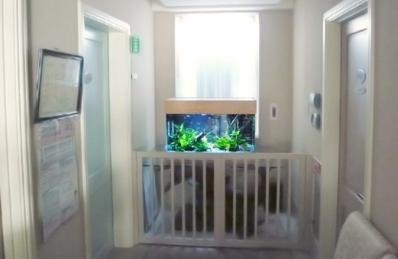 千葉県 婦人科医院様 90cm淡水魚水槽 水槽販売・メンテナンス事例 水槽画像3