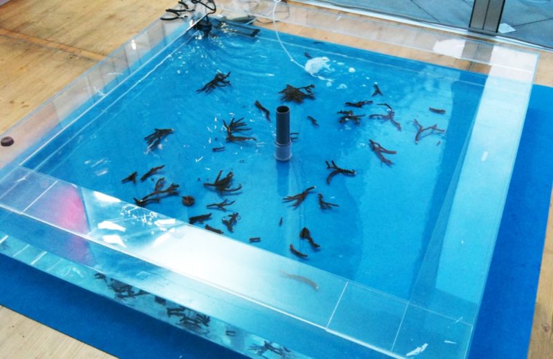 サンゴの日イベント おきなわ自然体験館 企画展示 水槽短期レンタル事例 水槽画像4