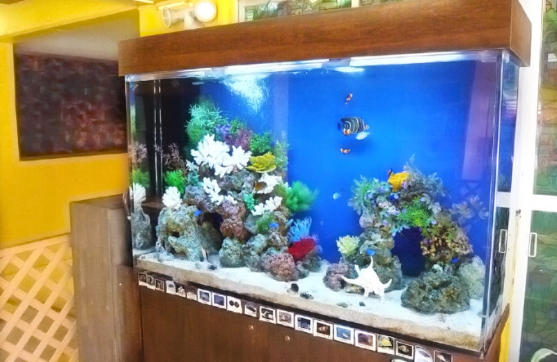 浦和めぐみ幼稚園様 150cm海水魚水槽 水槽販売・メンテナンス事例 水槽画像4