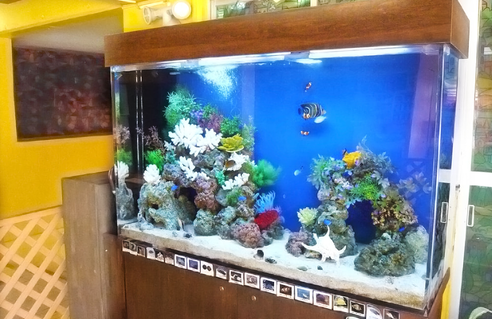 青い背景にサンゴと熱帯魚が泳ぐ大型海水魚水槽の全景