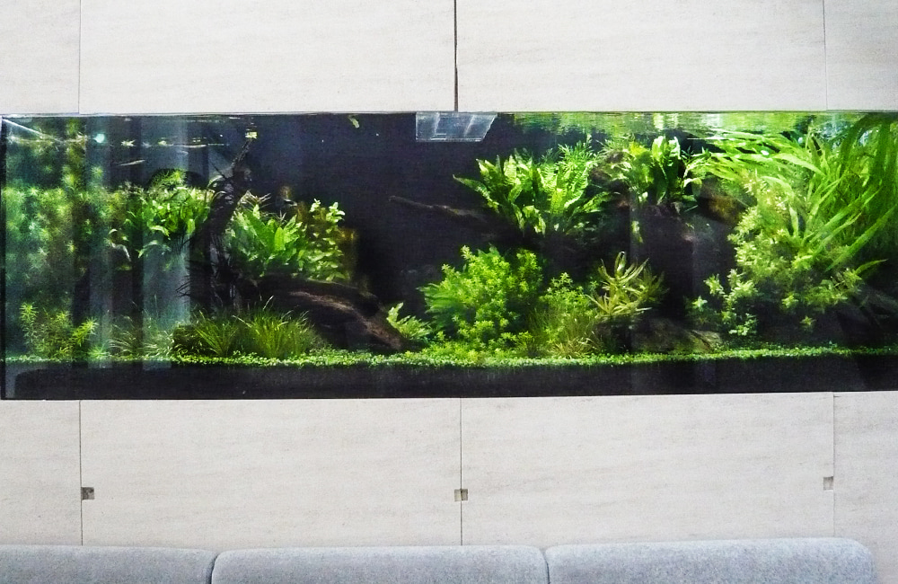 壁面に埋め込まれた大型の水草レイアウト水槽