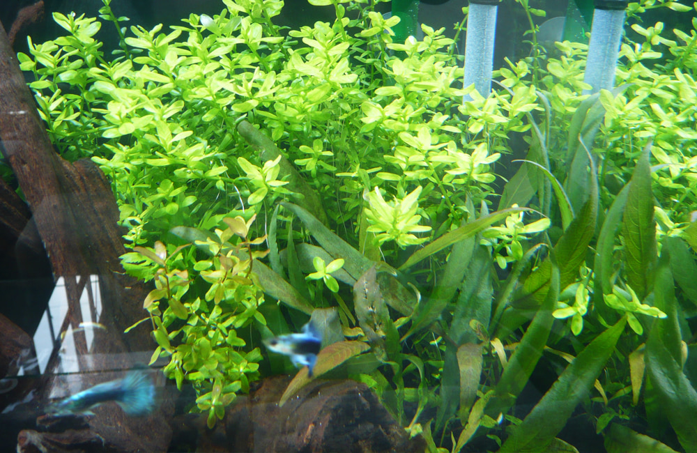 水槽内を泳ぐグッピーと群生する明るい緑色の水草