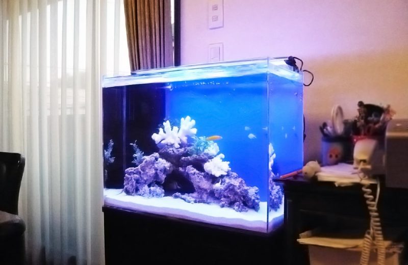 都内 個人宅様 60cm海水魚水槽 設置事例 水槽画像1