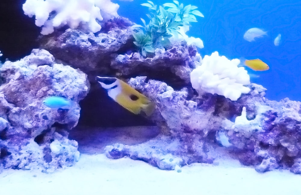 ライブロックの隙間を泳ぐ海水魚とサンゴの海水槽内観