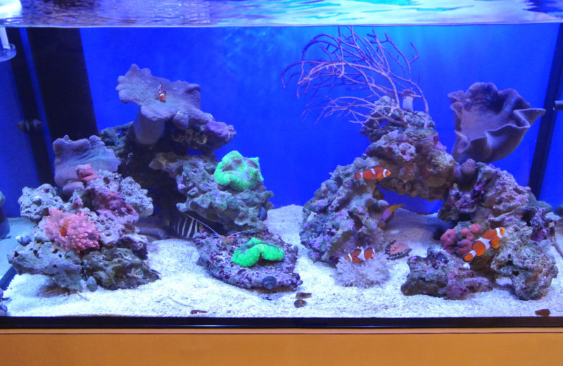 東京都 個人宅様 90cm海水魚水槽リニューアル事例 サンゴアクアリウム 水槽画像4